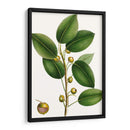 Higuera De Cereza - Thomas Nuttall | Cuadro decorativo de Canvas Lab