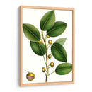 Higuera De Cereza - Thomas Nuttall | Cuadro decorativo de Canvas Lab