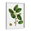 Higuera De Cereza - Thomas Nuttall | Cuadro decorativo de Canvas Lab