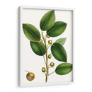 Higuera De Cereza - Thomas Nuttall | Cuadro decorativo de Canvas Lab