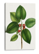 Higuera De Hojas Cortas - Thomas Nuttall | Cuadro decorativo de Canvas Lab