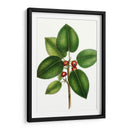 Higuera De Hojas Cortas - Thomas Nuttall | Cuadro decorativo de Canvas Lab