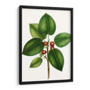 Higuera De Hojas Cortas - Thomas Nuttall | Cuadro decorativo de Canvas Lab