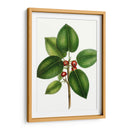 Higuera De Hojas Cortas - Thomas Nuttall | Cuadro decorativo de Canvas Lab