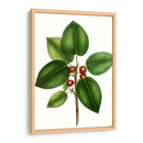 Higuera De Hojas Cortas - Thomas Nuttall | Cuadro decorativo de Canvas Lab