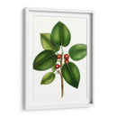 Higuera De Hojas Cortas - Thomas Nuttall | Cuadro decorativo de Canvas Lab