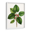 Higuera De Hojas Cortas - Thomas Nuttall | Cuadro decorativo de Canvas Lab