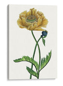 Flor De Amapola I - Melissa Wang | Cuadro decorativo de Canvas Lab