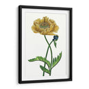 Flor De Amapola I - Melissa Wang | Cuadro decorativo de Canvas Lab