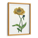 Flor De Amapola I - Melissa Wang | Cuadro decorativo de Canvas Lab