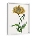 Flor De Amapola I - Melissa Wang | Cuadro decorativo de Canvas Lab