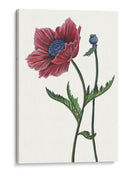 Flor De Amapola Ii - Melissa Wang | Cuadro decorativo de Canvas Lab
