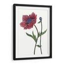 Flor De Amapola Ii - Melissa Wang | Cuadro decorativo de Canvas Lab