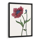 Flor De Amapola Ii - Melissa Wang | Cuadro decorativo de Canvas Lab