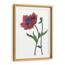 Flor De Amapola Ii - Melissa Wang | Cuadro decorativo de Canvas Lab