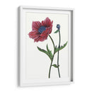 Flor De Amapola Ii - Melissa Wang | Cuadro decorativo de Canvas Lab