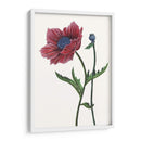 Flor De Amapola Ii - Melissa Wang | Cuadro decorativo de Canvas Lab