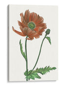 Flor De Amapola Iii - Melissa Wang | Cuadro decorativo de Canvas Lab