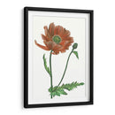 Flor De Amapola Iii - Melissa Wang | Cuadro decorativo de Canvas Lab