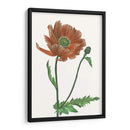 Flor De Amapola Iii - Melissa Wang | Cuadro decorativo de Canvas Lab