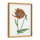 Flor De Amapola Iii - Melissa Wang | Cuadro decorativo de Canvas Lab