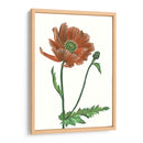 Flor De Amapola Iii - Melissa Wang | Cuadro decorativo de Canvas Lab