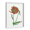 Flor De Amapola Iii - Melissa Wang | Cuadro decorativo de Canvas Lab