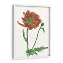 Flor De Amapola Iii - Melissa Wang | Cuadro decorativo de Canvas Lab