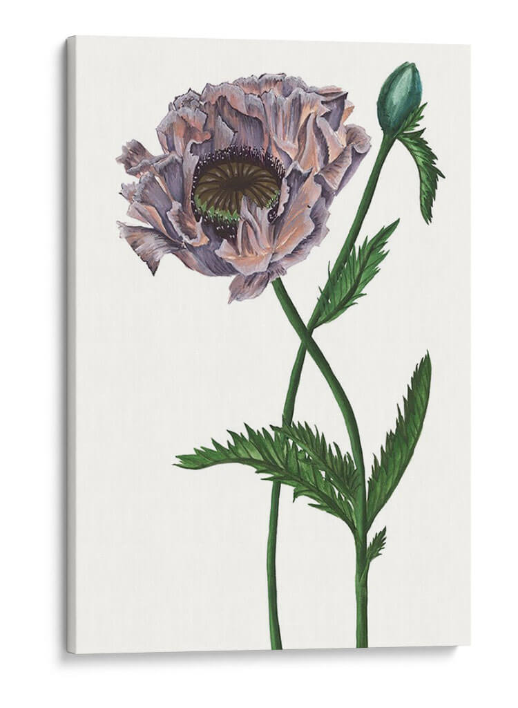Flor De Amapola Iv - Melissa Wang | Cuadro decorativo de Canvas Lab