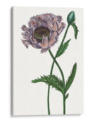 Flor De Amapola Iv - Melissa Wang | Cuadro decorativo de Canvas Lab