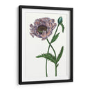 Flor De Amapola Iv - Melissa Wang | Cuadro decorativo de Canvas Lab
