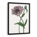 Flor De Amapola Iv - Melissa Wang | Cuadro decorativo de Canvas Lab