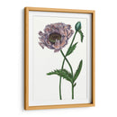 Flor De Amapola Iv - Melissa Wang | Cuadro decorativo de Canvas Lab