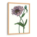 Flor De Amapola Iv - Melissa Wang | Cuadro decorativo de Canvas Lab