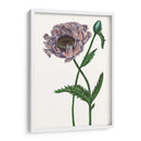 Flor De Amapola Iv - Melissa Wang | Cuadro decorativo de Canvas Lab