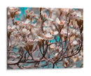 Dogwood Spring I - Sharon Chandler | Cuadro decorativo de Canvas Lab