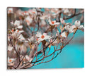 Dogwood Spring Iii - Sharon Chandler | Cuadro decorativo de Canvas Lab