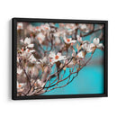 Dogwood Spring Iii - Sharon Chandler | Cuadro decorativo de Canvas Lab