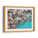 Dogwood Spring Iii - Sharon Chandler | Cuadro decorativo de Canvas Lab