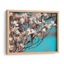 Dogwood Spring Iii - Sharon Chandler | Cuadro decorativo de Canvas Lab