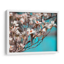 Dogwood Spring Iii - Sharon Chandler | Cuadro decorativo de Canvas Lab