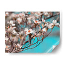 Dogwood Spring Iii - Sharon Chandler | Cuadro decorativo de Canvas Lab