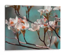 Dogwood Spring Iv - Sharon Chandler | Cuadro decorativo de Canvas Lab