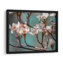 Dogwood Spring Iv - Sharon Chandler | Cuadro decorativo de Canvas Lab