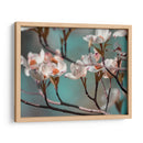 Dogwood Spring Iv - Sharon Chandler | Cuadro decorativo de Canvas Lab