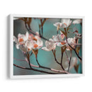 Dogwood Spring Iv - Sharon Chandler | Cuadro decorativo de Canvas Lab
