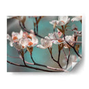 Dogwood Spring Iv - Sharon Chandler | Cuadro decorativo de Canvas Lab