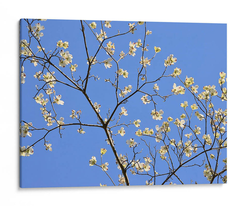 Pétalos Y Cielo Ii - Sharon Chandler | Cuadro decorativo de Canvas Lab