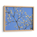 Pétalos Y Cielo Ii - Sharon Chandler | Cuadro decorativo de Canvas Lab