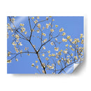 Pétalos Y Cielo Ii - Sharon Chandler | Cuadro decorativo de Canvas Lab